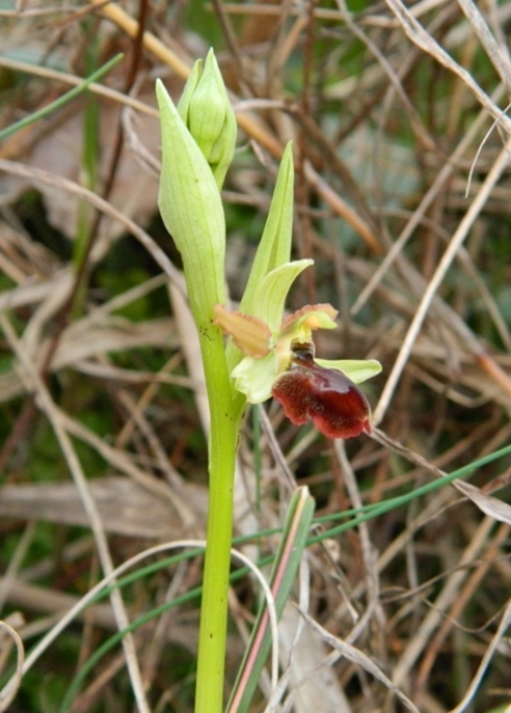 Oprhys sphegodes bassa val di Magra